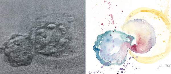 blasto1-còpia blasto1-còpia